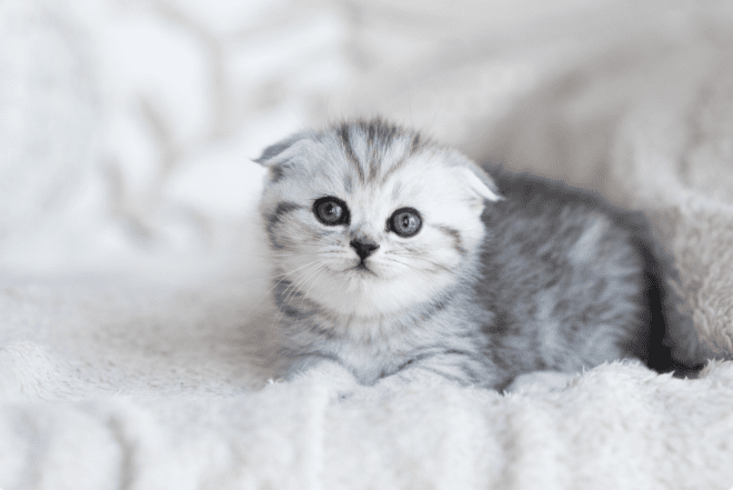 Милые и смешные фото кошек