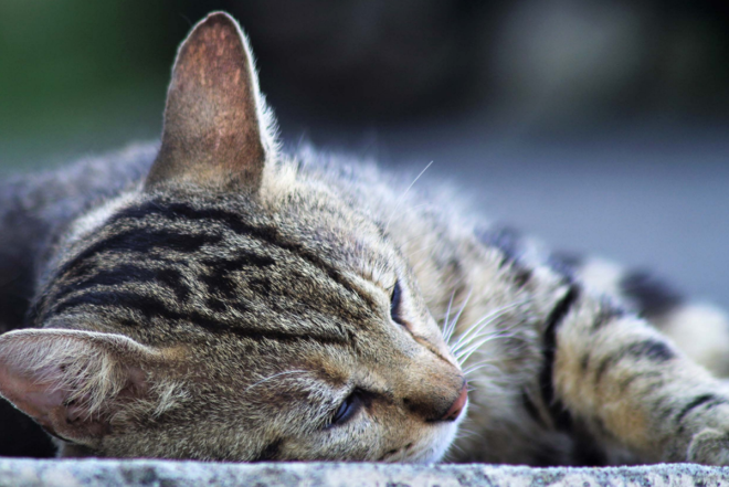 Почему коты спят с полуоткрытыми глазами - фото, объяснение