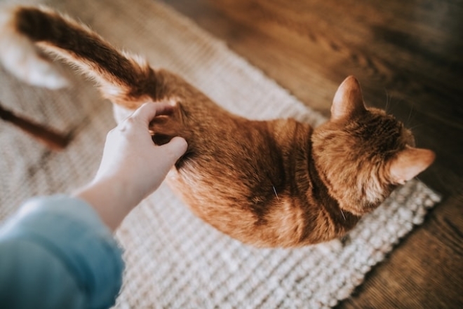 Что делает кот, когда показывает свою любовь к хозяину