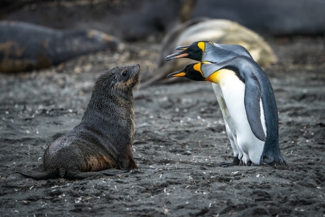 Пингвины и морской котик