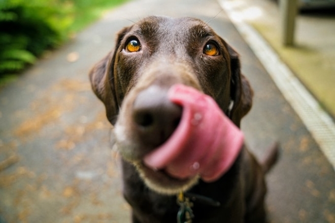 Нос собаки имеет уникальный отпечаток
