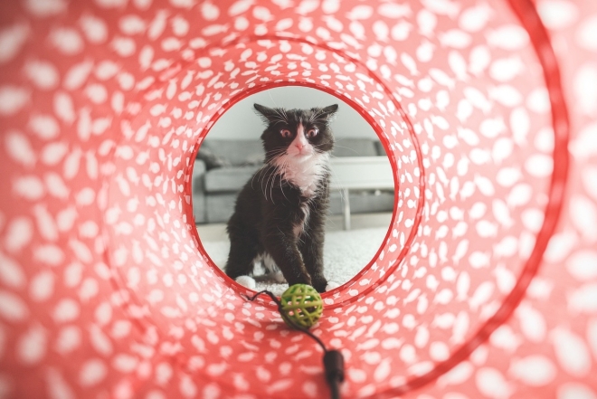Международный день кошек: милые фотографии животных и интересные факты - фото №9