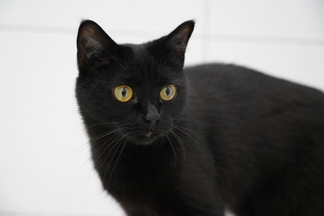 Международный день черного кота: фото самых красивых пушистиков такой масти - фото №17