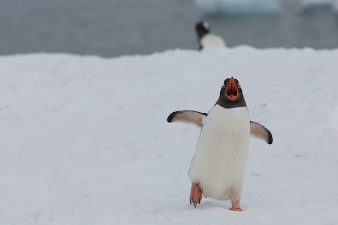 Пингвины милое фото