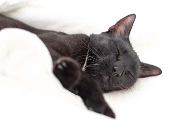 Международный день черного кота: фото самых красивых пушистиков такой масти - фото №7