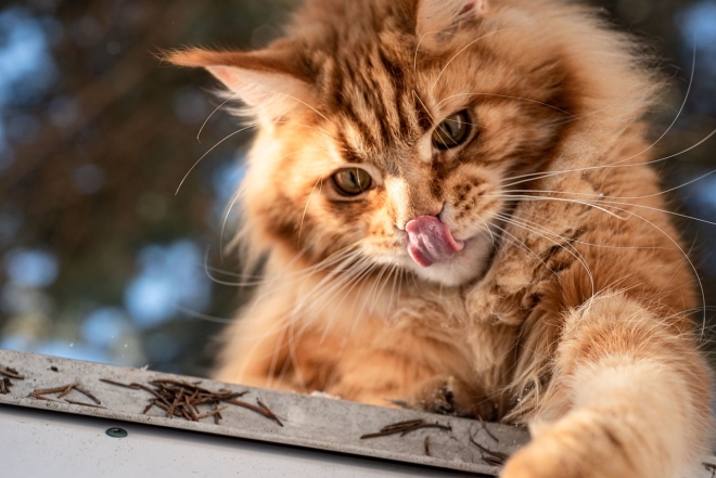 Міжнародний день кішок: милі світлини тварин і цікаві факти - фото №15
