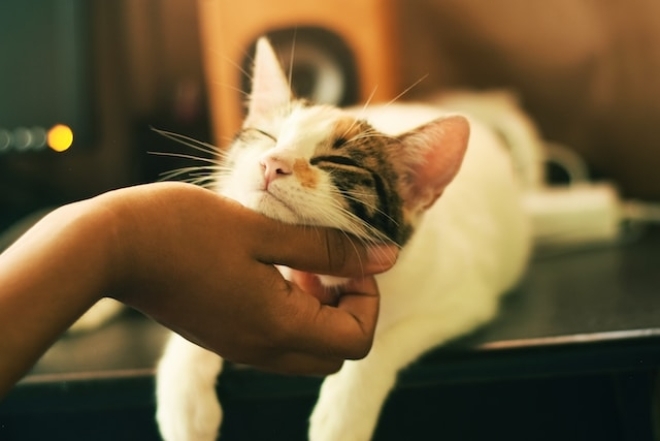 Як котик проявляє любов до господаря
