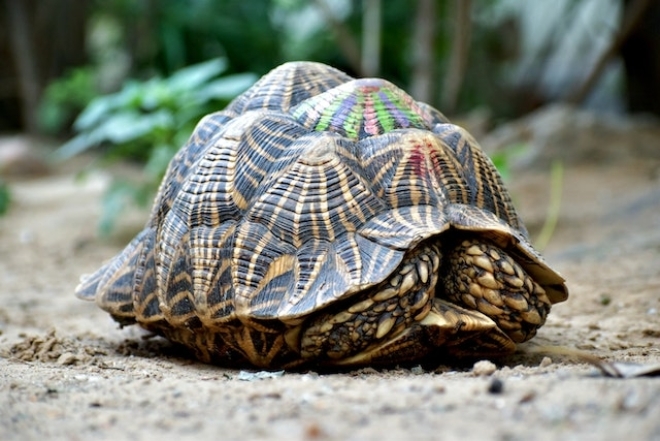Красивые фото черепах