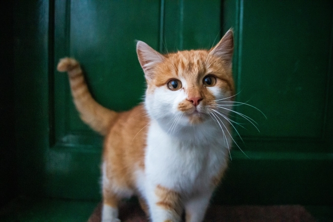 Международный день кошек: милые фотографии животных и интересные факты - фото №10