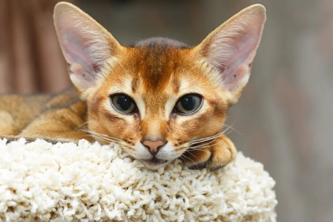 Абіссінська кішка - фото