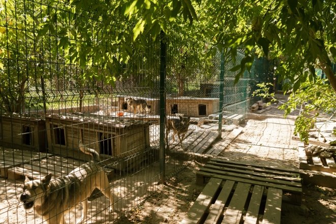 Мария Вронская из Gostomel Shelter рассказала, как работает приют для животных изнутри