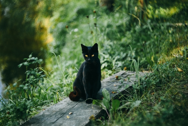 Международный день черного кота: фото самых красивых пушистиков такой масти - фото №21