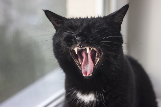 Международный день черного кота: фото самых красивых пушистиков такой масти - фото №1