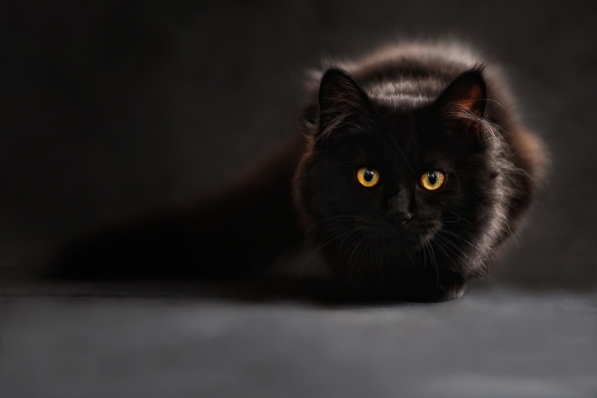 Международный день черного кота: фото самых красивых пушистиков такой масти - фото №22