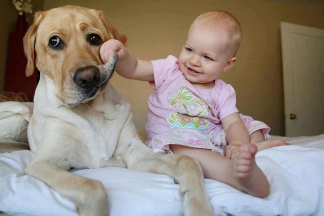 Маленькие дети и собаки фото
