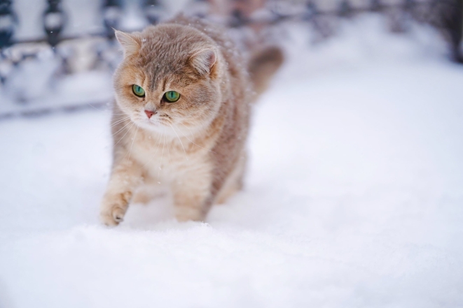 Больше движения и никаких стрижек: как ухаживать за домашними животными зимой - фото №2