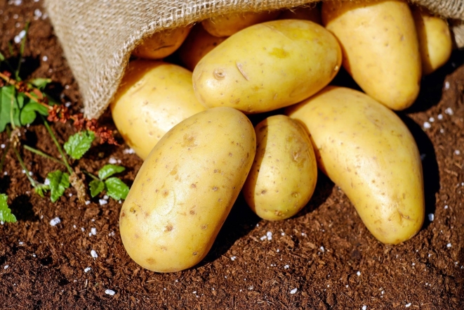 Что надо сделать, чтобы картофель долежал до следующего сезона: правила закладки урожая на длительное хранение - фото №1