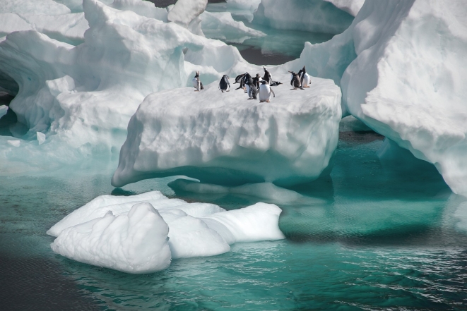 Пінгвіни на айсбергу, фото