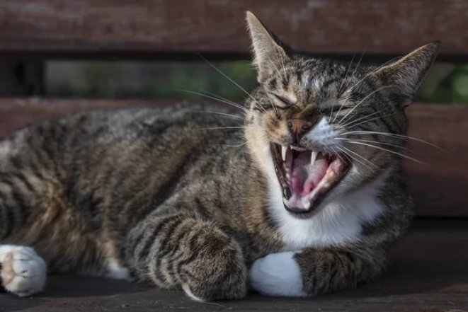 Заряд позитиву на весь день