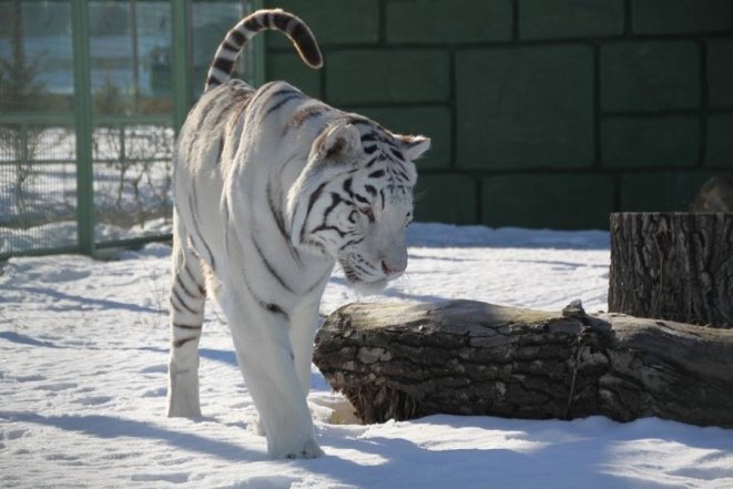 Тигр белый, фото