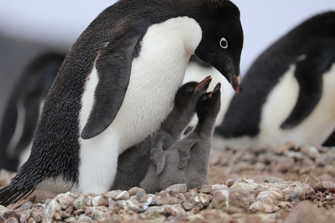 Маленькие пингвинчики фото