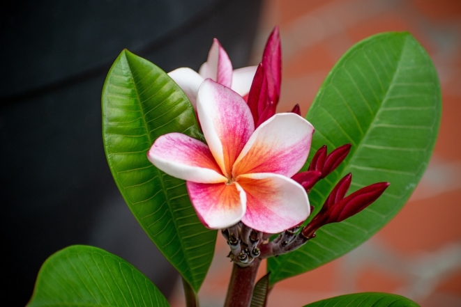 ТОП-5 самых красивых цветов в мире (ФОТО) - фото №21