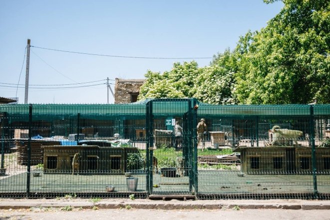 Мария Вронская из Gostomel Shelter рассказала, как работает приют для животных изнутри