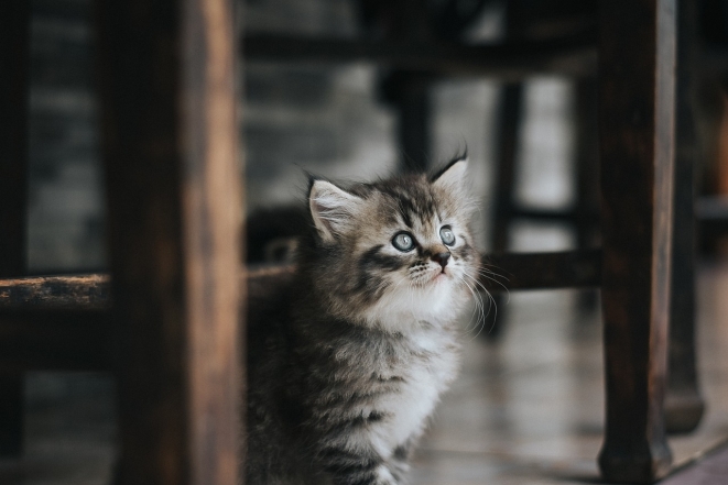 Международный день кошек: милые фотографии животных и интересные факты - фото №11