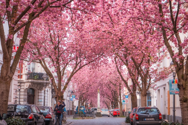 Рожеві дерева в Бонні