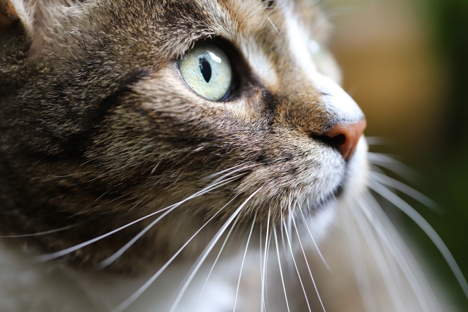 Нервничаете и делаете больно: почему нельзя трогать кошачьи усы - фото №2