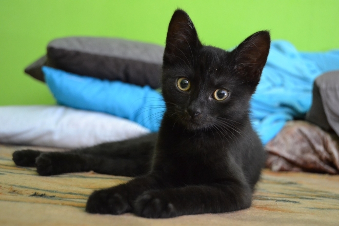 Международный день черного кота: фото самых красивых пушистиков такой масти - фото №10