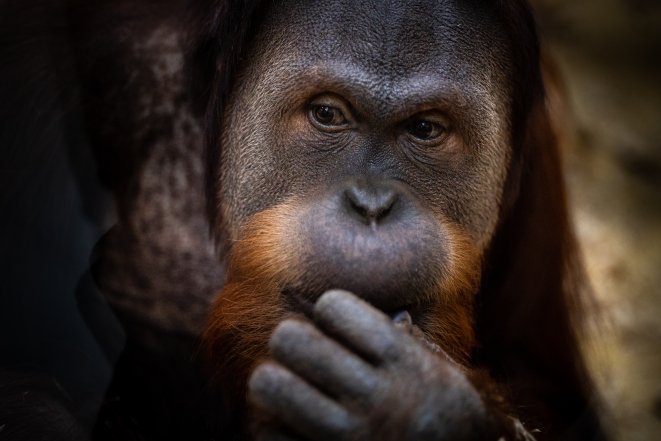 Обезьяна, фото