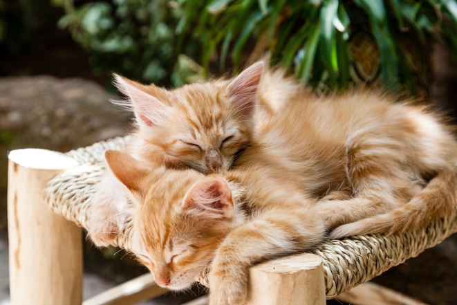 Два рыжих спящих кота, фото
