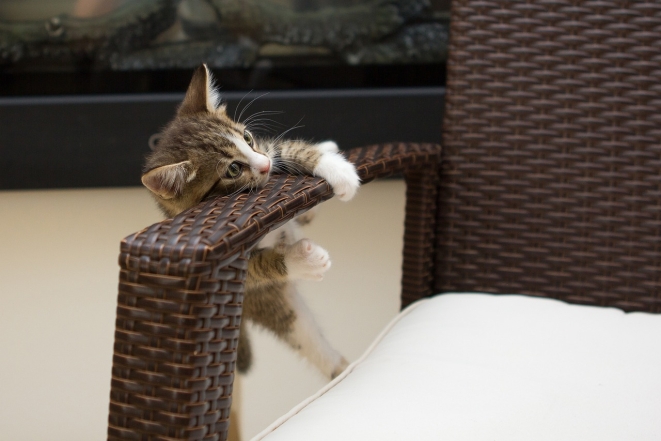 Котенок висит на стуле, фото