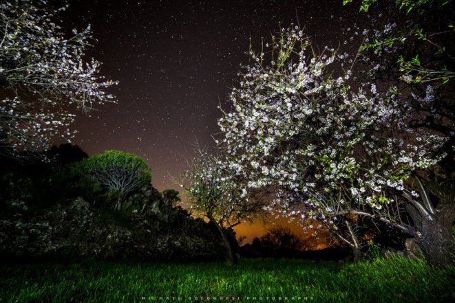 Где в мире увидеть самое красивое цветение