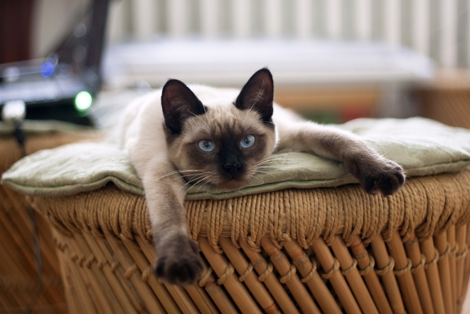 День кота в Європі: наймиліші світлини котиків-муркотиків (ФОТО) - фото №18
