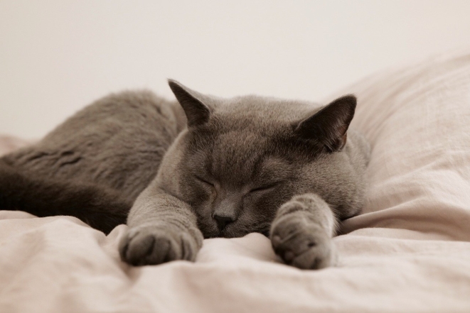 День кота в Європі: наймиліші світлини котиків-муркотиків (ФОТО) - фото №4