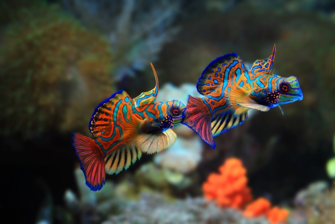 Релакс для глаз: экзотические рыбы глубин океана (ФОТО) - фото №1