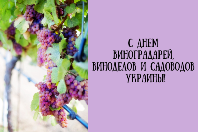 День виноградарей, виноделов и садоводов Украины: атмосферные поздравления и открытки