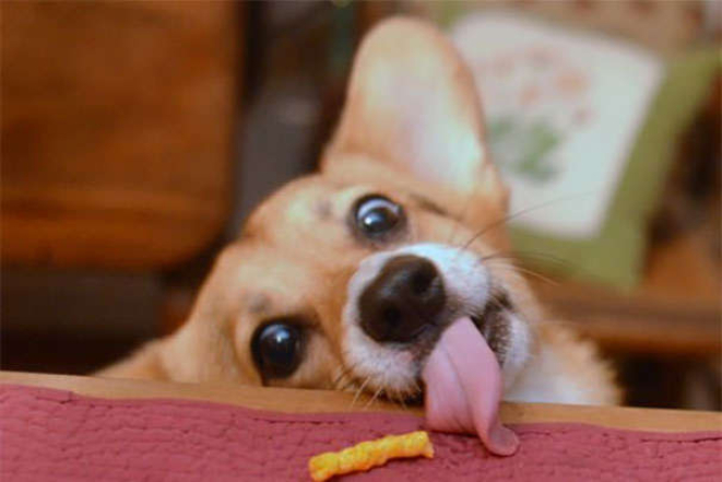 На фото собака хоче з’їсти паличку