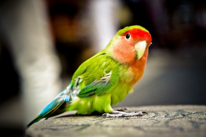 Звонкие и яркие: фотографии попугаев, которые не оставят никого равнодушными (ФОТО) - фото №17