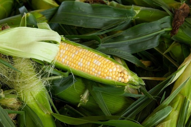 советы для урожая кукурузы