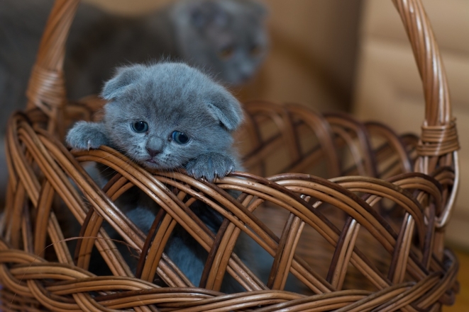 Международный день кошек: милые фотографии животных и интересные факты - фото №3