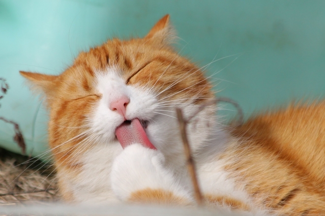 Международный день кошек: милые фотографии животных и интересные факты - фото №6