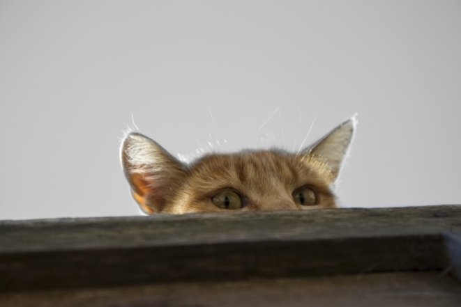 Фотографии котов, которые шпионят за хозяевами