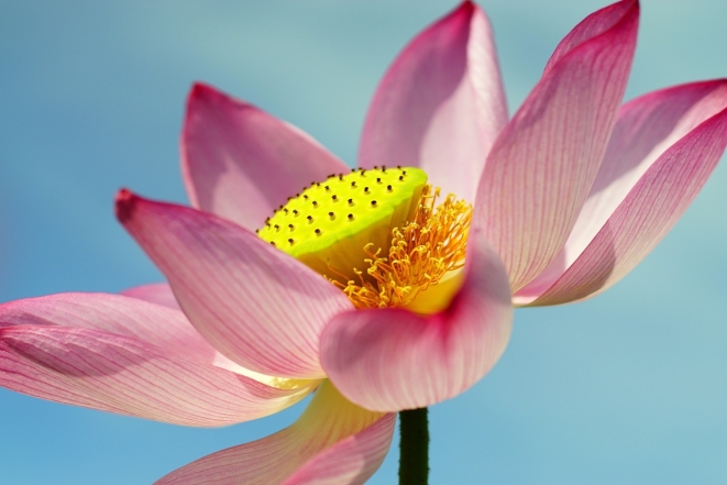ТОП-5 самых красивых цветов в мире (ФОТО) - фото №2