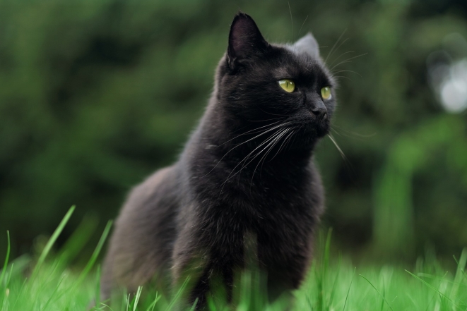 Международный день черного кота: фото самых красивых пушистиков такой масти - фото №18