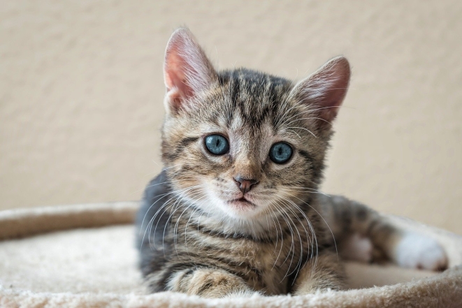 Международный день кошек: милые фотографии животных и интересные факты - фото №1