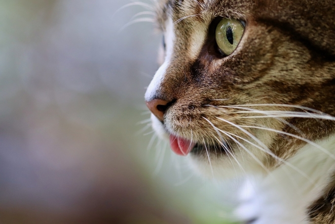 День кота в Европе: самые милые фотографии котиков-муркотиков (ФОТО) - фото №8