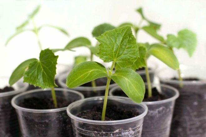 коли садити огірки та кабачки у 2026 році